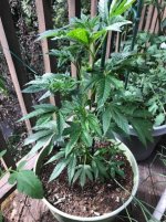 Cannabis plant issue 1.jpg