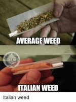 average-weed-italian-weed-italian-weed-12331665.jpg