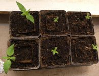 six seedlings Zam standart x Zam standart.jpg