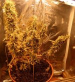 03-10-2020_Auto Zam_day 84 from seed.jpg