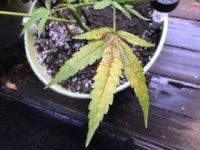 Cannabis plant issue 2020 - 1.jpg