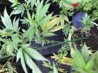 Cannabis plant issue 2020 - 3.jpg
