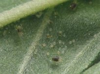 Spider Mites and eggs.