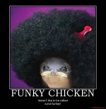 funky-chicken-funky-chicken-jive-turkey-shaft-bird-no-one-un-demotivational-poster-1264311703.jpg