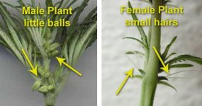 male-female-plant-differences-how-to-1.jpg