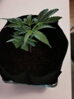 Reference clone under 20W LED light, coco not flushed.jpg