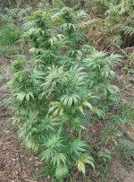 CBD#1_was hungry during flowering and stood a really wet and cold harvest begin.jpg