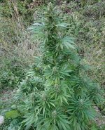 Zamaldelica x Nepal Jam guerrilla plant staring to ripe.jpg