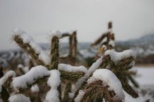 cactii and snow.jpg