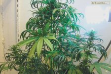 nitrogen-deficiency-in-cannabis-ed-rosenthal-3.jpg