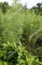 aceh-indonesia-marijuana-farm-apr-2016-shutterstock-editorial-7936338i~2.jpg