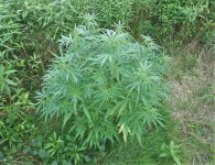 1 fruity pheno_from seed_reveged_height 1,0m.JPG