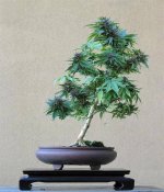 Cannabis sativa bonsai.jpg