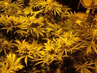 greenhouse seeds Indica H mix 593