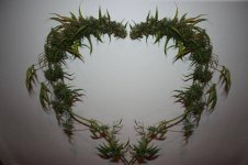 A heart for Cannabis.jpg