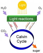Simple_photosynthesis_overview.jpg