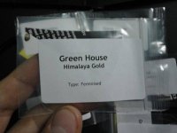 Semintele - Himalaya Gold.jpg