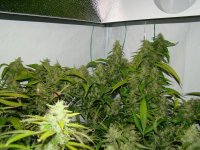 Ultimate ChemDawg 08 S1's DWC 12-12 from seed Day 81_10.jpg