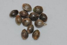 Panama seed 002.jpg
