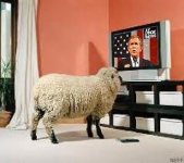 sheep watching TV.jpeg