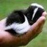 lil skunk baby