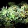 coloradcannabis