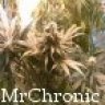 MrChronic