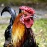 Organic Rooster