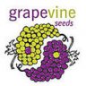 Grapevine Seeds