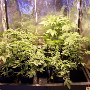 Double Dutch f3's and Purple Urkle moved to 3 x 3 tray 001.JPG
