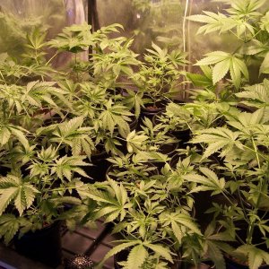 Double Dutch f3's and Purple Urkle moved to 3 x 3 tray 024.JPG