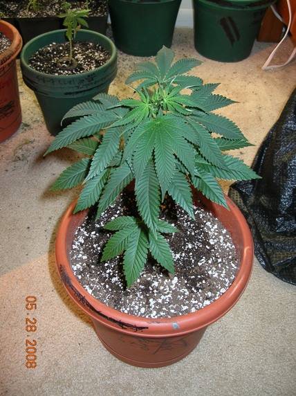 100785-28-08_Reservoir_seeds_project_-_unknown_d39_or_AD_1.JPG