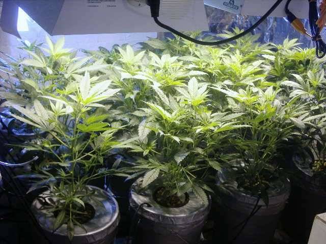 280dwc-bitches-entering-the-flowering-stage--1-_1_.jpg