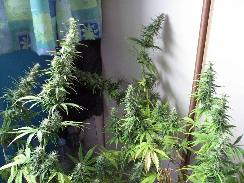 7737My-Plants-out-of-the-hps-E3.jpg
