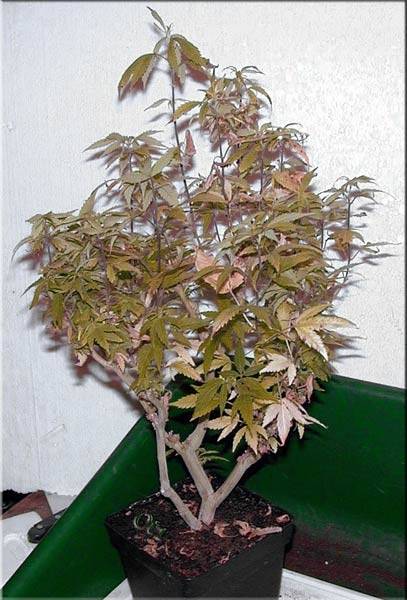 8887bonsai6.jpg