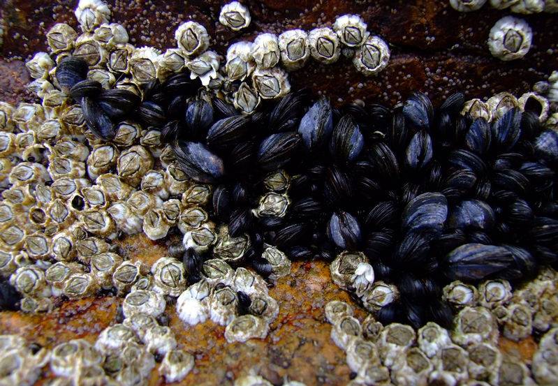 9059Barnacles_and_Mussels.jpg