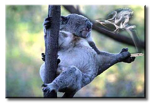 koala_is_high.jpg