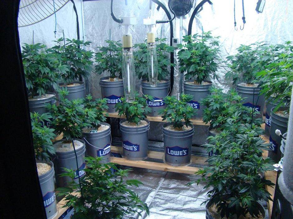 Can Air-Pots and Smart Pots Increase Cannabis Yields? - RQS Blog