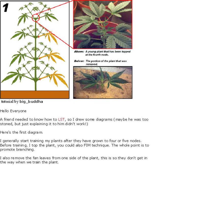 How to trim pot plants