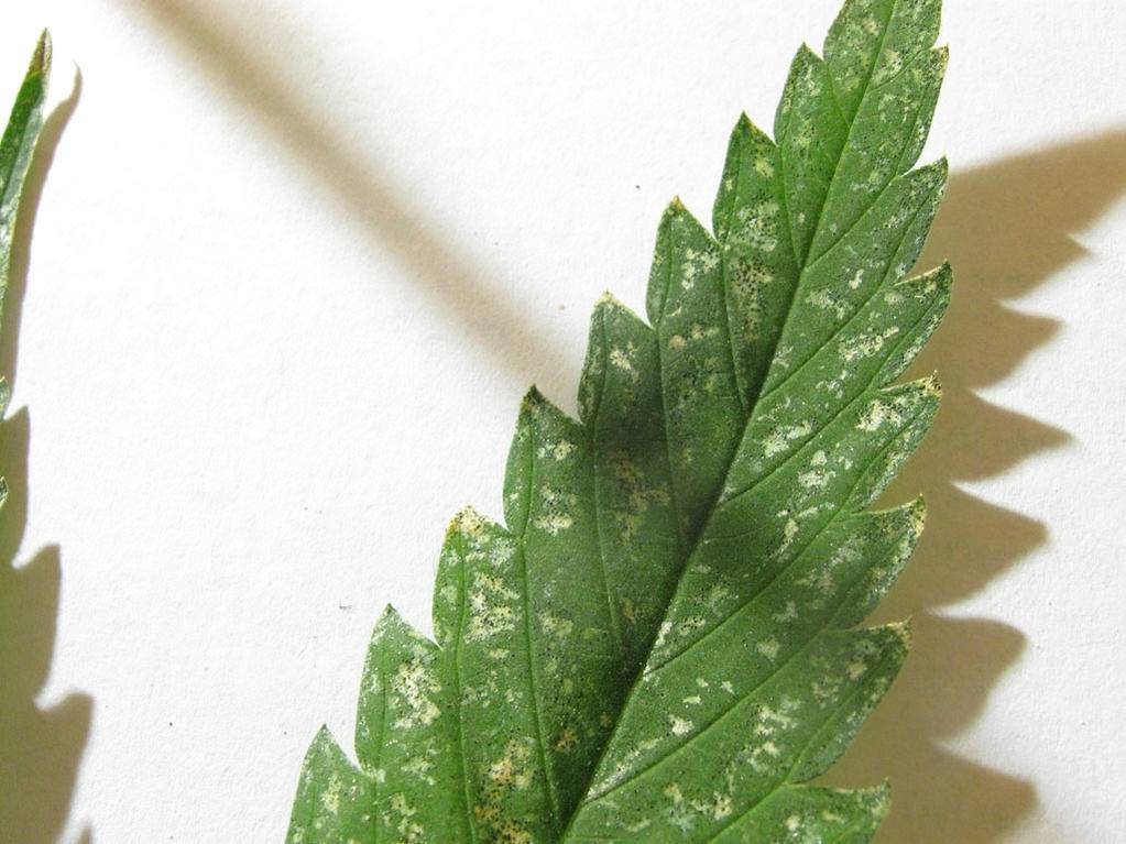 Light green dots on fan leafs - Cannabis Infirmary - International Dark Green Leaves With Light Green Spots
