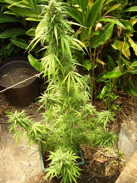 Show Me Cannabis Growing In 5 Gallon Buckets Page 2 Cannabis