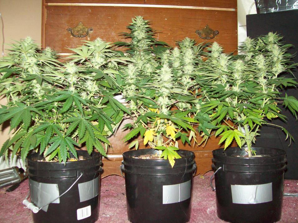 Выращивание марихуаны размеры горшков из конопли варенка