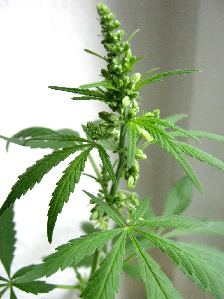 Цвет стебля у марихуаны наркотик из маковых семян